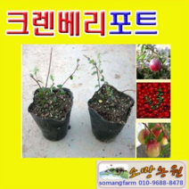 (D소망)크렌베리묘목(포트)실생1년생 2그루