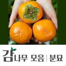 [경민농원]감나무분묘 감나무결실주 태추단감 차량단감 2년생 (R2점내외), 대봉