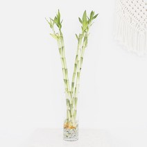 그린테라피 개운죽 키우기실내공기정화식물 수경재배 행운목 수경식물, 개운죽 50cm 5EA