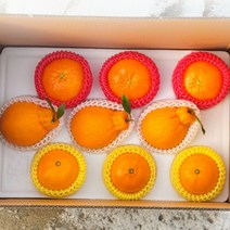 레드향 천혜향 써니트한라봉 3종 혼합 과일 선물 세트, 상세페이지 참조, 본상품선택