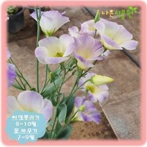 [나은식물원]144. 꽃도라지(리시안셔스)- 아레나 퍼플 20립