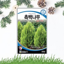 측백나무씨앗 200립 울타리수벽용 나무 씨앗 종자