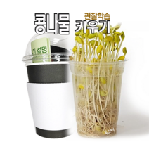 [독스퍼] 콩나물 키우기 세트 콩나물 기르기 체험학습 어린이집 관찰학습 재료, 브라운