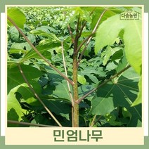 엄나무 묘목 민엄나무(가시없는음나무) 근삽1년생 상묘 1개