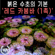 [비바소녀] 붉은수초의 기본 레드 카붐바 (1촉) / 붉은수초 핑크수초 쉬운수초 초보수초