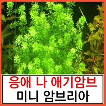 수초하우스) 미니 암브리아, 35줄기(싸게더더많이)