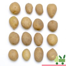 사라상회 감자 10Kg (조림), 1박스