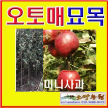 (SR소망)알프스오토메 미니사과나무 접목3년(분)1그루, 1개