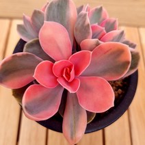 웨스트레인보우 키우기 예쁜 실내 거실 식물3-100 랜덤, 단품