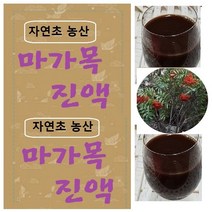 자연초농산 마가목진액 60팩(115m l)A 신비의나무 마가목 자연그대로 자연산특액기스 녹용즙액, 1형구매)마가목진액60팩