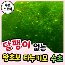 [수초스토어] 검역 왕초보 타누키모 수초 / 구피 새우 어항 쉬운 키우기 예쁜 은신처 중경 후경 초보 자연 풍성한 음성 흑사 무환수 무이탄 치어 베타 열대어, 타누키모 종이컵 한컵