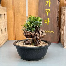가꾸다 찔레 근상 분재, 1개