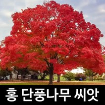 홍 단풍나무 씨앗 단풍 나무씨앗 maple seed 100알, 1개