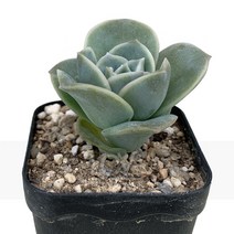 러블리로즈-에케베리아/장미모습로제트/그린색상/다육