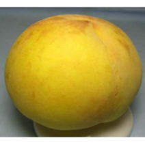 (성실D)복숭아묘목 황도(엘바트) 접목1년 3그루