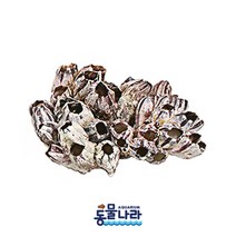 따개비 장식 (Barnacle Decorative) 7~9인치, 1개
