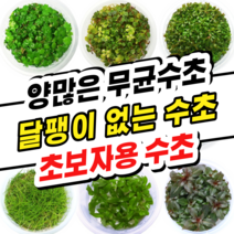 [수초스토어] 양많은 무균컵 수초모음전 / 구피 새우 조직배양수초 어항 검역 쉬운 키우기 예쁜 은신처 전경 중경 후경 초보 자연 풍성한 흑사 무이탄 치어 베타 열대어, 13. 라토나기리