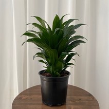 콤펙타 콤팩타 온정원 공기정화식물