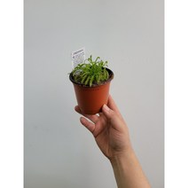 식충식물 아이들의친구 긴잎끈끈이주걱 소품 15~25cm 49