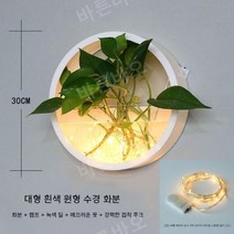 수경 화분 정화식물 화초 실내 식물 키우기 무펀칭, C