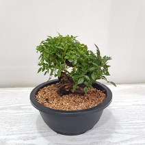 온누리농원 찔레나무 분재