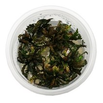 기타 바보사랑[미미네아쿠아]무균 조직 배양수초 - 피나디피다, 상세 설명 참조