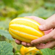 성주 정품 꿀 참외 3kg 5kg 10kg 10키로 가정용 선물용 고당도 박스포장 랜덤 소 특 로열 소과 중과 대과 못난이 하우스 참외, 10. 성주참외 3kg(선물용/8-11과)