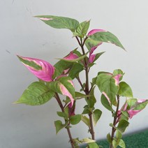 [다온야생화] N2993 룬데리파티타임 (묵은주) (10cm) [랜덤], 1개