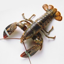 랍스타 자숙 대왕 활 크레이피쉬 스파이니 캐나다 랍스터 구이 회 500g-4.8kg, 활 랍스터 4kg~4.8kg (1미)