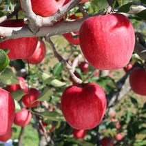 아리수 햇사과 3kg(흠과 11-14과내), 단품