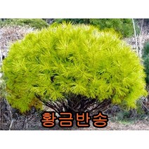 황금반송 접목1년특묘 5그루 나무 묘목 반송묘목 소나무 조경수