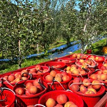 참파머스 사과 부사사과 가정용 못난이 흠과 3kg 5kg, 부사 흠과-한입 2kg(14-16), 1개
