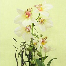 봄소품 고급조화 인테리어 촬영 도자기 화분 수선화