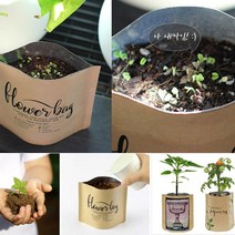 원예용품 배양토 바질씨앗 세트 텃밭 미니 종이 상자 화분 식물키우기