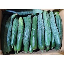 못난이 가정용 오이 2.5kg 5kg 10kg, 못난이 오이 5kg, 1개