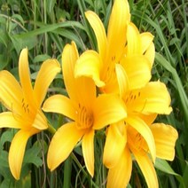 원추리 모종 야생화 1판(30개), 30개