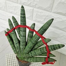 부채스투키 스투키키우기 실내공기정화식물 공기청정식물 스투키 부채스투키 스투키물주기 스투키꽃말 스투키분갈이 ^JUN#A, ^선택:상품선택@