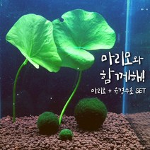 [미초 무료배송이벤트] 귀여운 마리모와 수초 세트 / 수경식물 / 새우 수초 / 모스볼 / 마리모, 01. 마츠모(붕어마름) + 마리모 3종