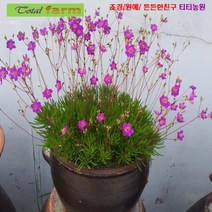 씨앗 팝플러스 초화화 (불꽃놀이채송화) 10립, 1개