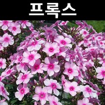 프록스(미스페퍼) 10cm포트 5개/야생화/조경용/다년초