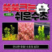 [수초킹] 쑥쑥크는 쉬운수초 3종세트 25촉, 3종 25촉(펄글라스10촉+홍콩10촉+붕어마름5촉)