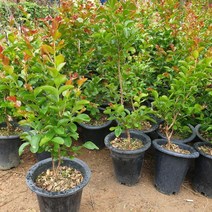 백일홍(다이너마이트) 3년생 개화주 (키80센티), 본상품선택