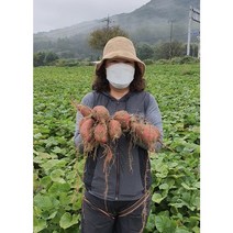 여윤농산물 오리지널 여주 고구마 꿀고구마 하루까고구마 베로니카고구마 3kg 5kg, 특 5kg
