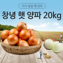 [동이농산] 22년 신선한 국내산 저장양파 창녕 햇양파 20kg, 중(사이즈 02)