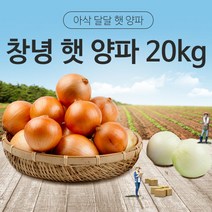 국내산 대용량 식자재 창녕양파 20kg (벌크), 중/소