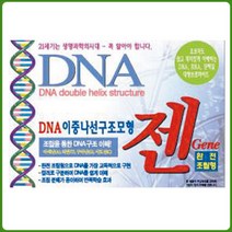 DNA모형 (이중나선구조), 상세페이지 참조