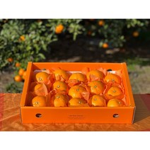 더숲속마을 제주 서귀포 천혜향 1kg 2.5kg 4.5kg 가정용 선물세트, 제주 천혜향 선물용+선물용포장, 4.5kg 대과(10-15과)