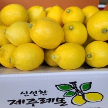 [레몬국산] 덤앤덤제주, 제주 레몬 4.5kg 대과 (17~23개내외)