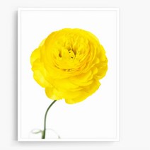 노란 라넌큘러스 액자(73x53) 그림사이트 셀프인테리어 카페개업선물 결혼, 캔버스액자(옆면검정)