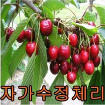 자가수정체리나무 접목1년특묘 나무 묘목 자가수정 체리나무
